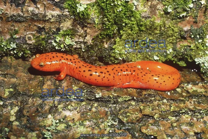 : Adult Red Salamander : Adult Red Salamander
