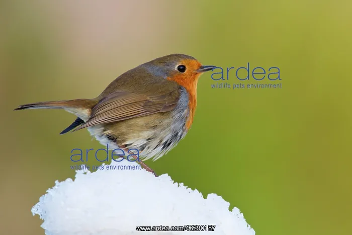  : Adult Robin (Erithacus rubecula) stood on a mound
