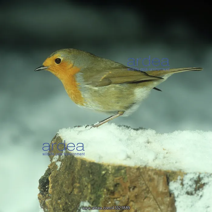 : Robin. Adult robin on a snow covered log in the garden : Robin. Adult robin on a snow covered log in the garden