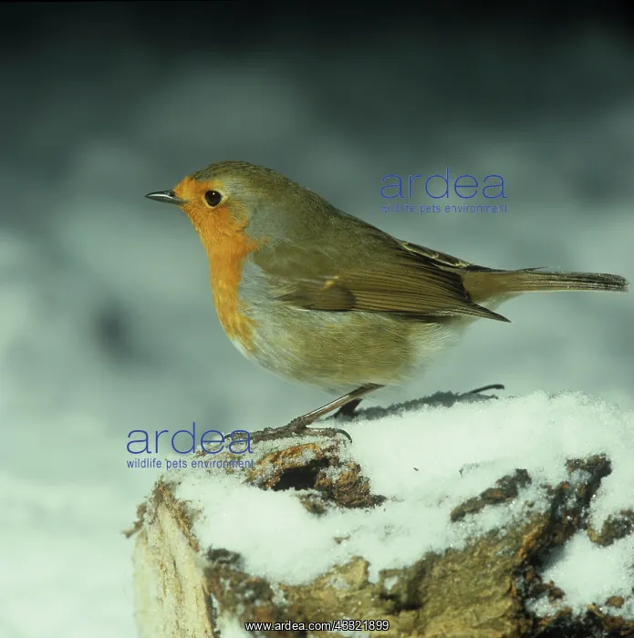 : Robin. Adult robin on a snow-covered log in the garden : Robin. Adult robin on a snow-covered log in the garden