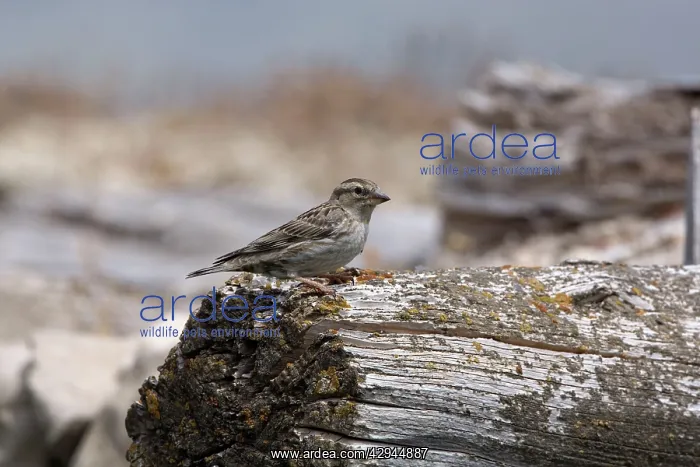 : Adult Rock Sparrow : Adult Rock Sparrow