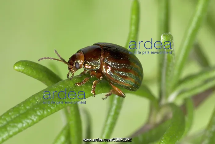 : Adult Rosemary BEETLE - on Rosemary leaf : Adult Rosemary BEETLE - on Rosemary leaf