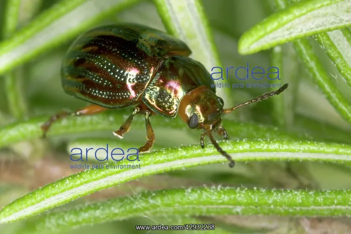  : Adult Rosemary BEETLE - on Rosemary leaf