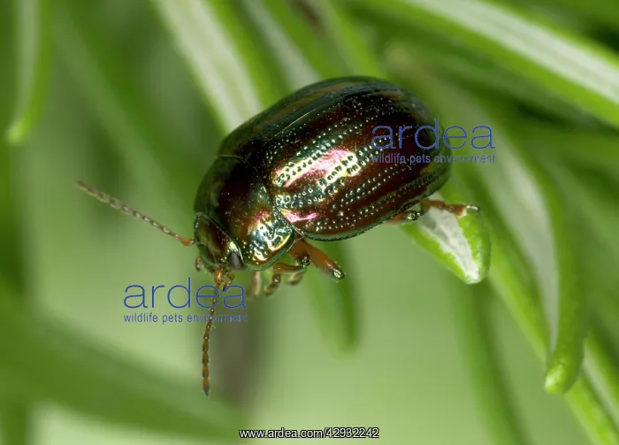 : Adult Rosemary BEETLE - on Rosemary leaf : Adult Rosemary BEETLE - on Rosemary leaf