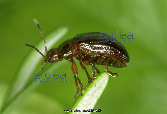 : Adult Rosemary BEETLE - on Rosemary leaf : Adult Rosemary BEETLE - on Rosemary leaf