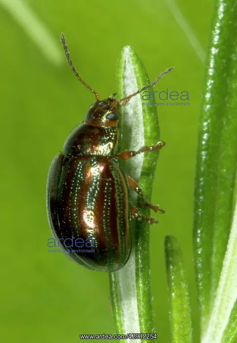 : Adult Rosemary BEETLE - on Rosemary leaf : Adult Rosemary BEETLE - on Rosemary leaf