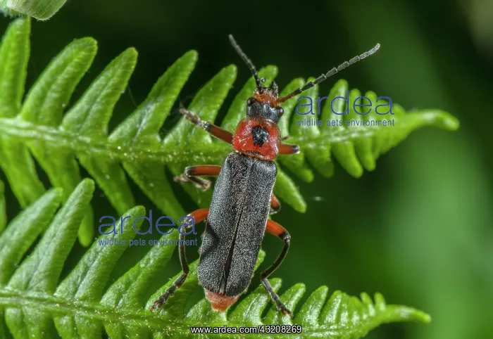 : Adult Sailor Beetle, Cantharis rustica, on Bracken frond : Adult Sailor Beetle, Cantharis rustica, on Bracken frond