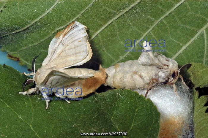 : Adult Silk moths mating : Adult Silk moths mating