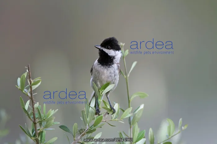 : Adult Sombre Tit : Adult Sombre Tit