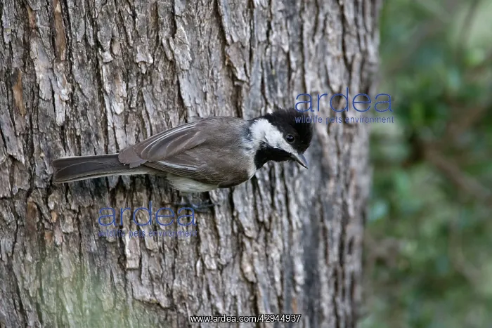: Adult Sombre Tit : Adult Sombre Tit