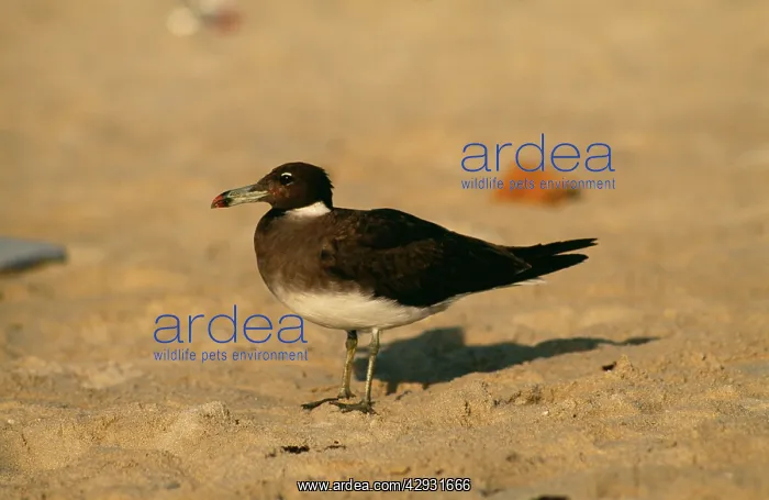 : Adult Sooty GULL - on beach : Adult Sooty GULL - on beach