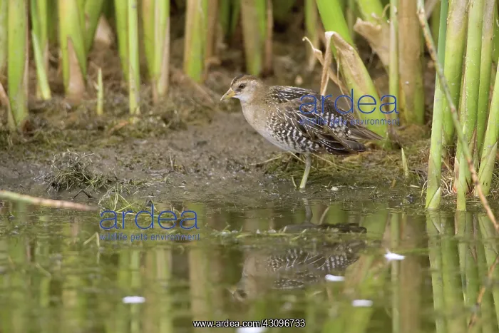 : Sora. The adult sora (Porzana carolina) is very distinctive with its short : Sora. The adult sora (Porzana carolina) is very distinctive with its short