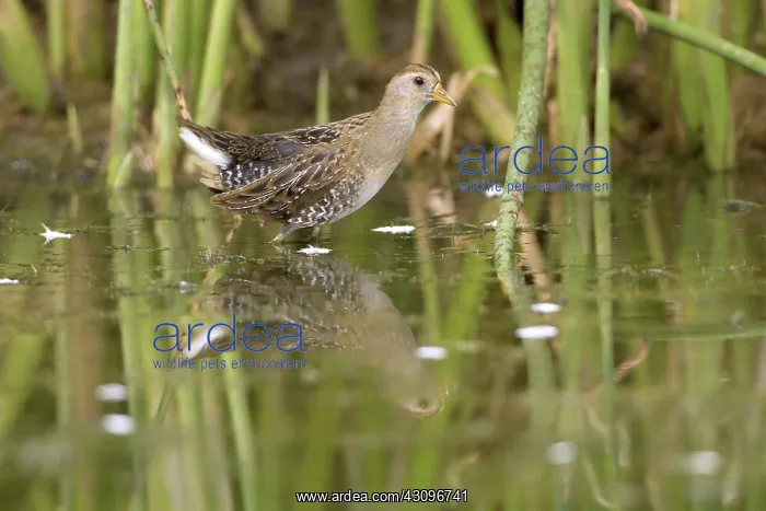 : Sora. The adult sora (Porzana carolina) is very distinctive with its short : Sora. The adult sora (Porzana carolina) is very distinctive with its short