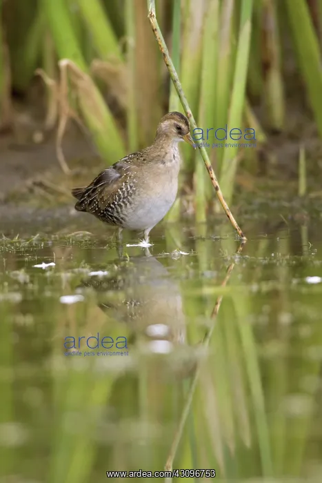 : Sora. The adult sora (Porzana carolina) is very distinctive with its short : Sora. The adult sora (Porzana carolina) is very distinctive with its short