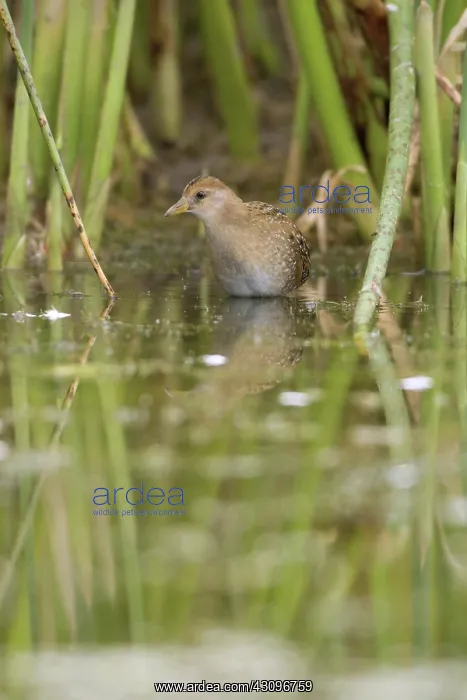 : Sora. The adult sora (Porzana carolina) is very distinctive with its short : Sora. The adult sora (Porzana carolina) is very distinctive with its short
