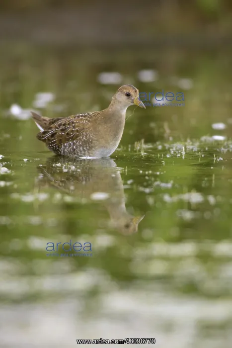 : Sora. The adult sora (Porzana carolina) is very distinctive with its short : Sora. The adult sora (Porzana carolina) is very distinctive with its short