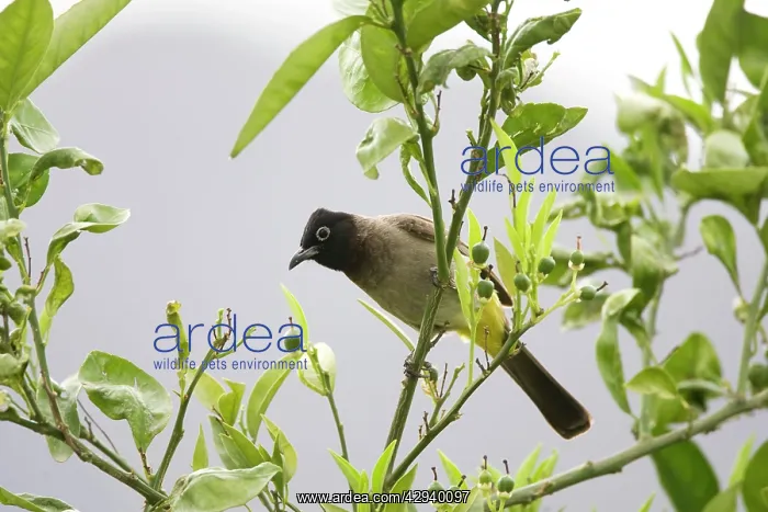 : Adult Spectacled Bulbul : Adult Spectacled Bulbul
