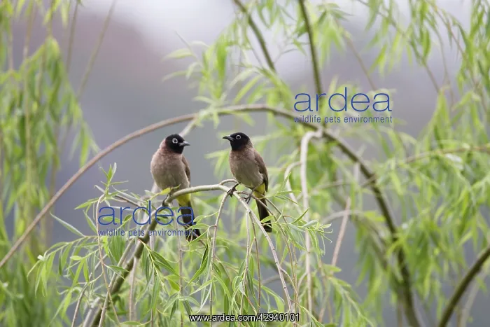 : Adult Spectacled Bulbul : Adult Spectacled Bulbul