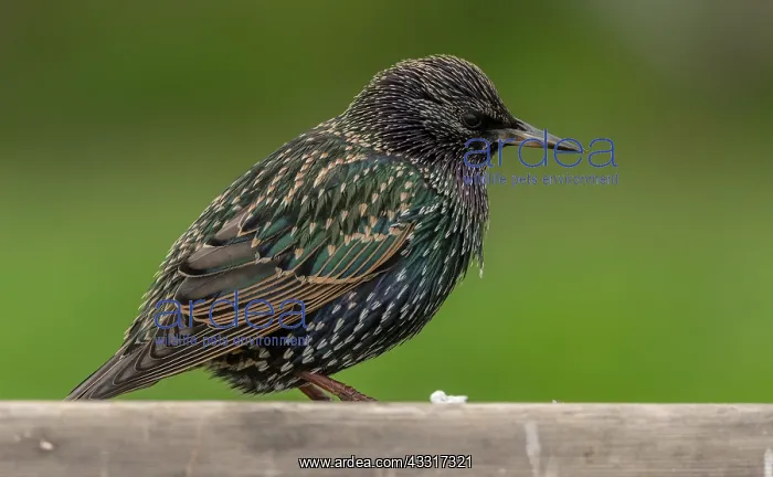  : Adult Starling, Sturnus vulgaris, in winter plumage