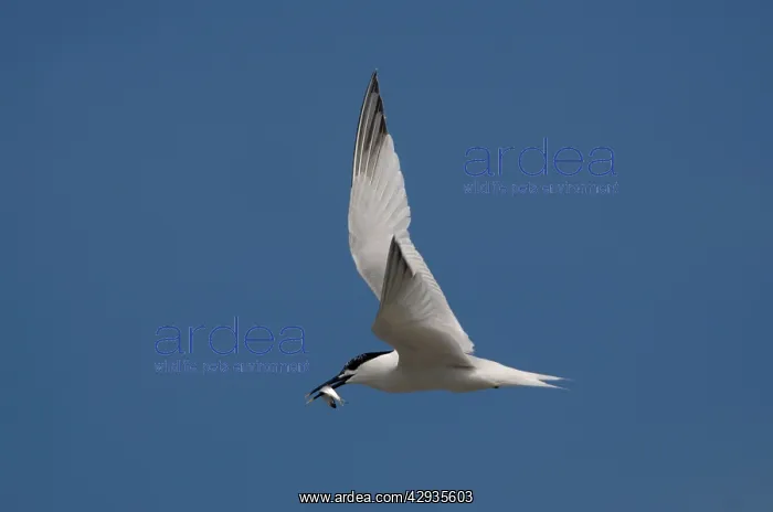 : Adult summer Sandwich Tern : Adult summer Sandwich Tern