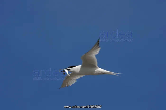 : Adult summer Sandwich Tern : Adult summer Sandwich Tern