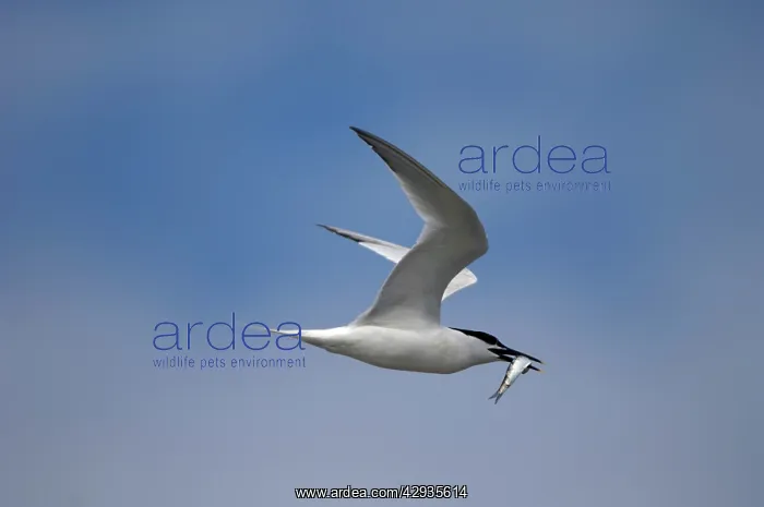 : Adult summer Sandwich Tern : Adult summer Sandwich Tern