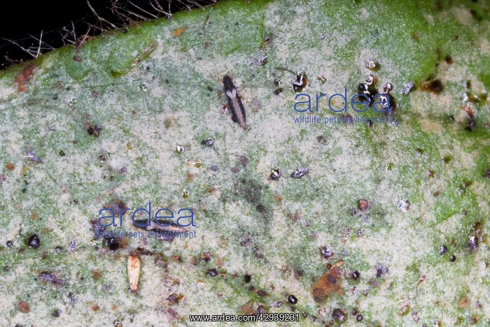: Adult thrips on leaf showing characteristic silvering : Adult thrips on leaf showing characteristic silvering