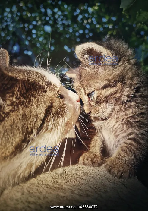 : The adult tomcat meets a small baby kitten, making : The adult tomcat meets a small baby kitten, making