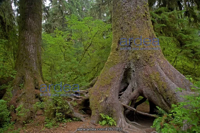 : Two Adult Trees growing from Nurse Log : Two Adult Trees growing from Nurse Log