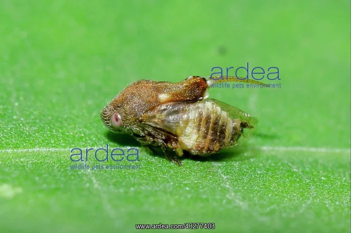 : Adult Tube Spittlebug with scutellar spine on leaf - West Ba : Adult Tube Spittlebug with scutellar spine on leaf - West Ba