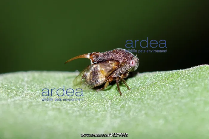 : Adult Tube Spittlebug with scutellar spine on leaf - West Ba : Adult Tube Spittlebug with scutellar spine on leaf - West Ba