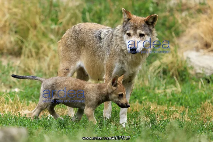 : An adult wolf with a wolf pup in the grassland : An adult wolf with a wolf pup in the grassland