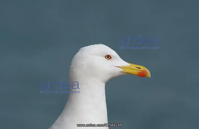 : Adult Yellow-legged Gull / Caspian Gull : Adult Yellow-legged Gull / Caspian Gull