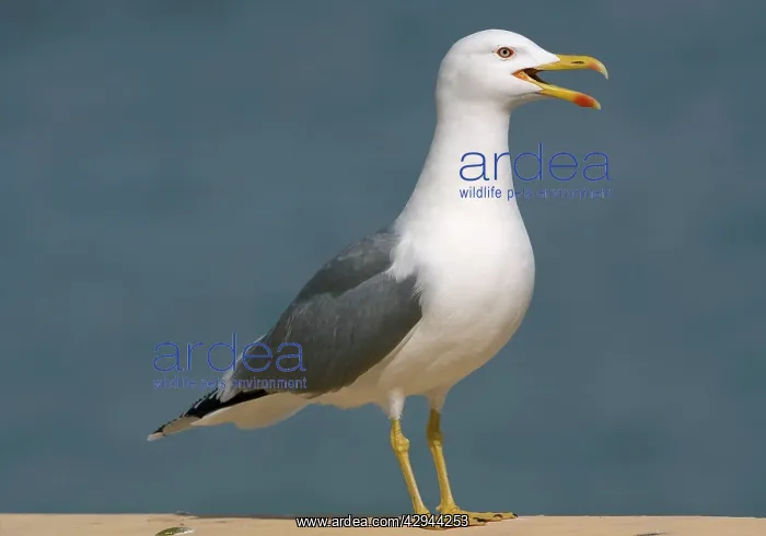 : Adult Yellow-legged Gull / Caspian Gull : Adult Yellow-legged Gull / Caspian Gull