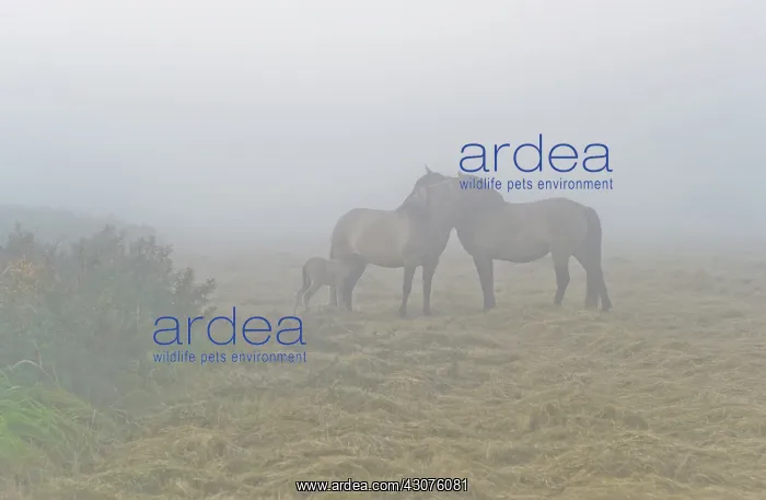  : Horse. Two adults and one foal Konik (Equus caballus) standing in foggy field