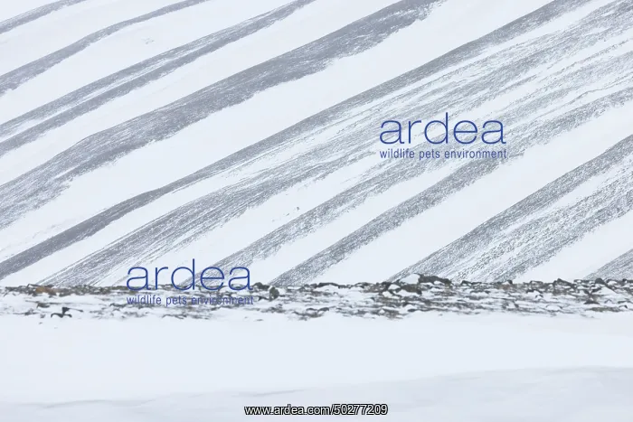 : Adventdalen Structures : Adventdalen Structures