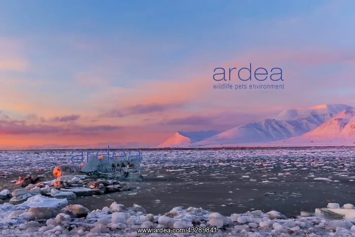  : Adventfjorden sunset - late evening sunrays on mountain rang