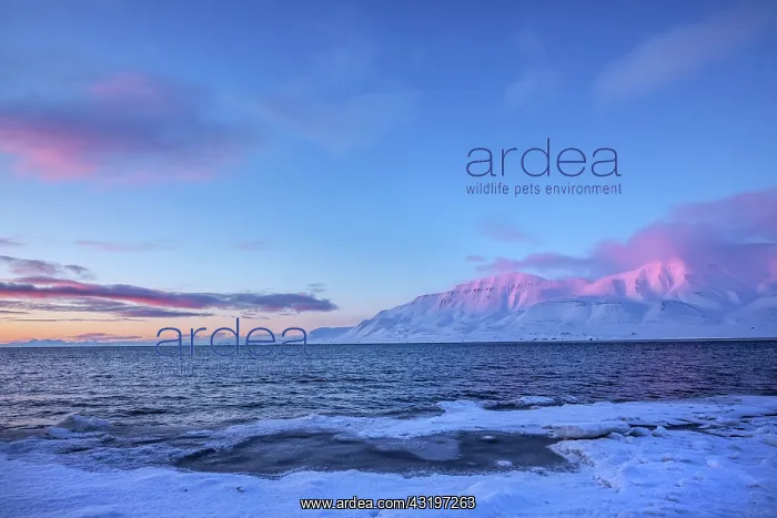 : Adventfjorden sunset - last sunrays casting pink light on mo : Adventfjorden sunset - last sunrays casting pink light on mo