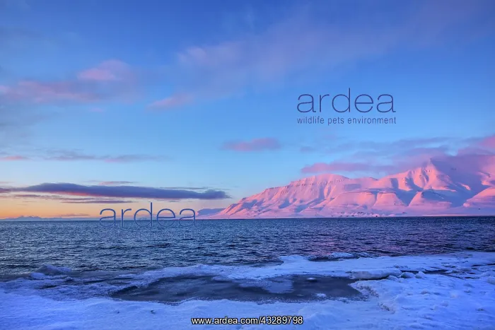 : Adventfjorden sunset - last sunrays casting pink light on mo : Adventfjorden sunset - last sunrays casting pink light on mo
