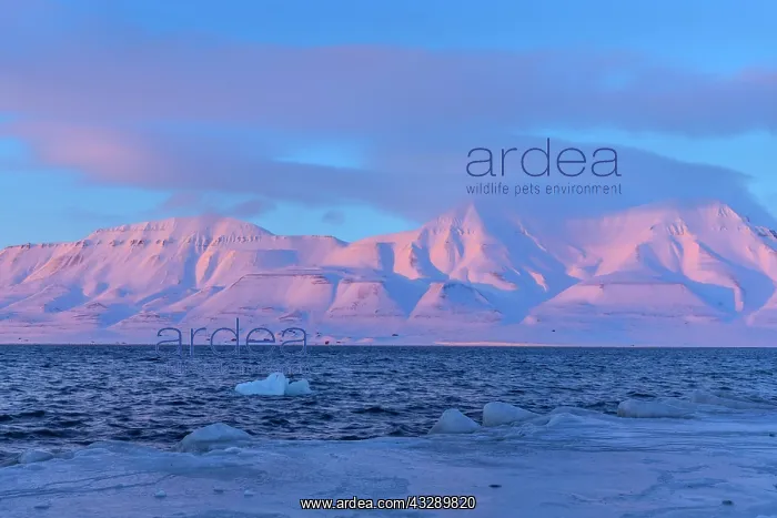: Adventfjorden sunset - last sunrays casting pink light on mo : Adventfjorden sunset - last sunrays casting pink light on mo