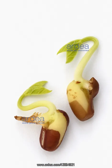  : Adzuki bean