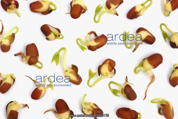  : Adzuki bean