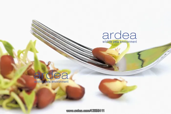 : Adzuki bean : Adzuki bean