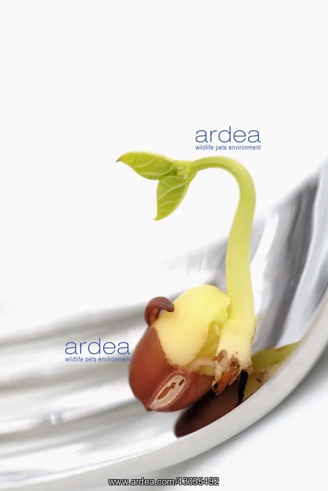  : Adzuki bean