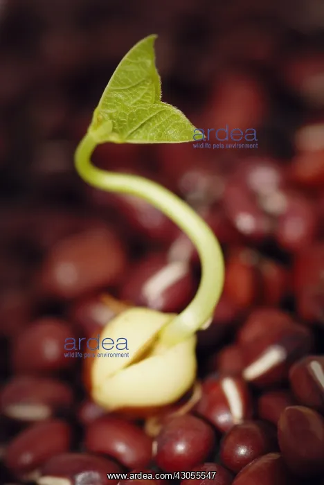 : Adzuki bean : Adzuki bean