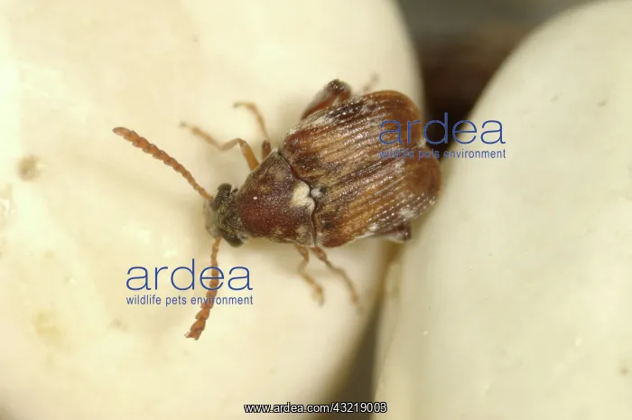 : Adzuki bruchid : Adzuki bruchid
