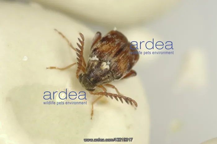 : Adzuki bruchid : Adzuki bruchid