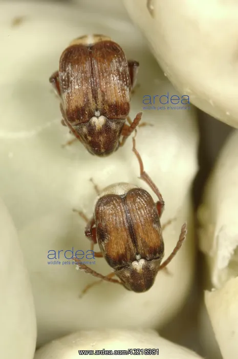 : Adzuki bruchids : Adzuki bruchids
