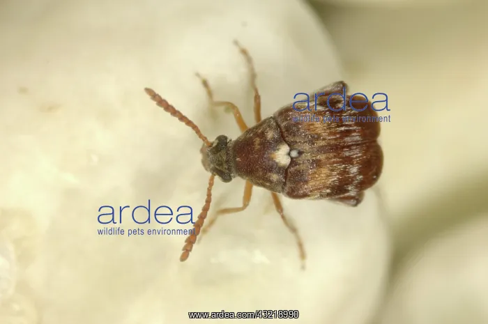 : Adzuki bruchids : Adzuki bruchids