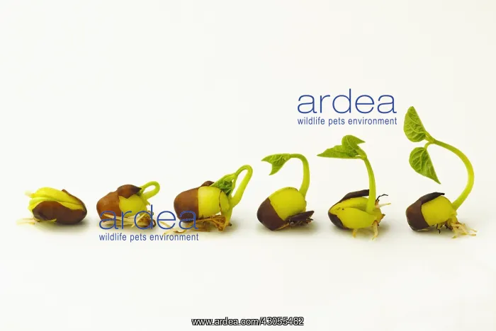: Adzukibean : Adzukibean